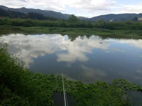 因此,周末特意驱车去乡下的小河里钓鱼—这里野生的鲫鱼,鲤鱼,鲶鱼