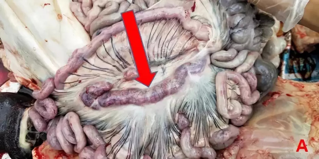 猪瘟的解剖症状图片图片