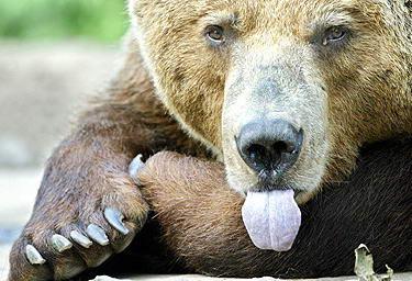 熊瞎子舔脸图片