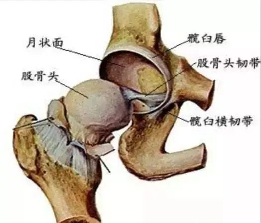 股骨圆韧带解剖图片