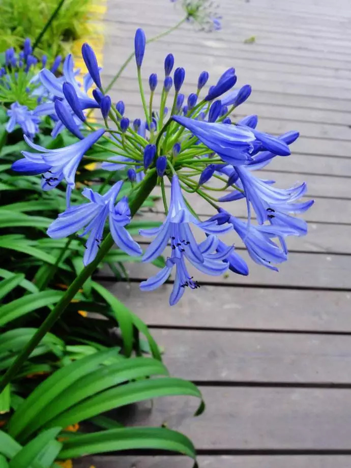 宿根花卉有哪些花(耐寒宿根花卉有哪些花)