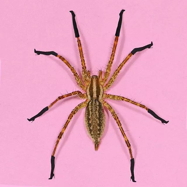 毒蜘蛛蝎rise图片