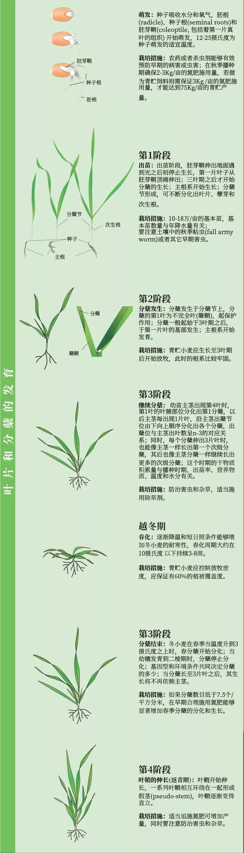 小麦结构示意图全株图片