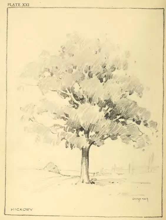 达芬奇的素描树图片