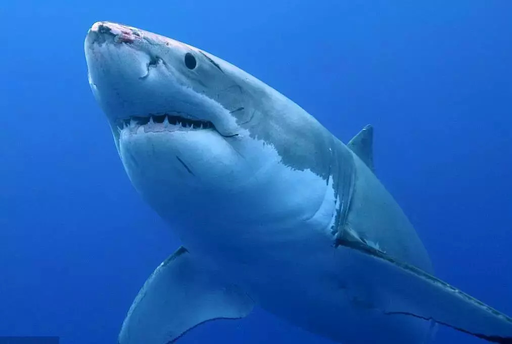 巨齿鲨长啥样图片