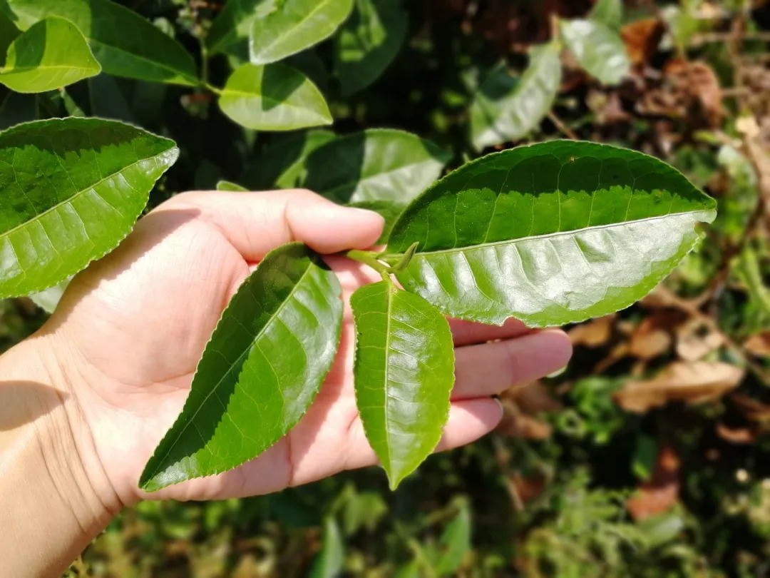 产品札记重识安溪乌龙茶大叶乌龙梅占