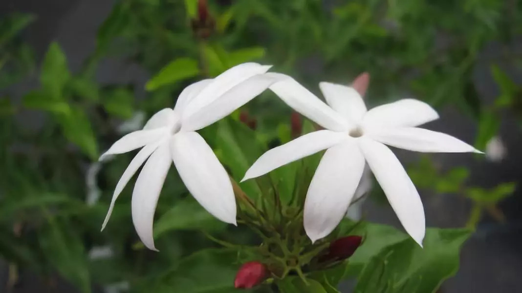 茉莉花有几个品种(茉莉花怎么养才长得好)