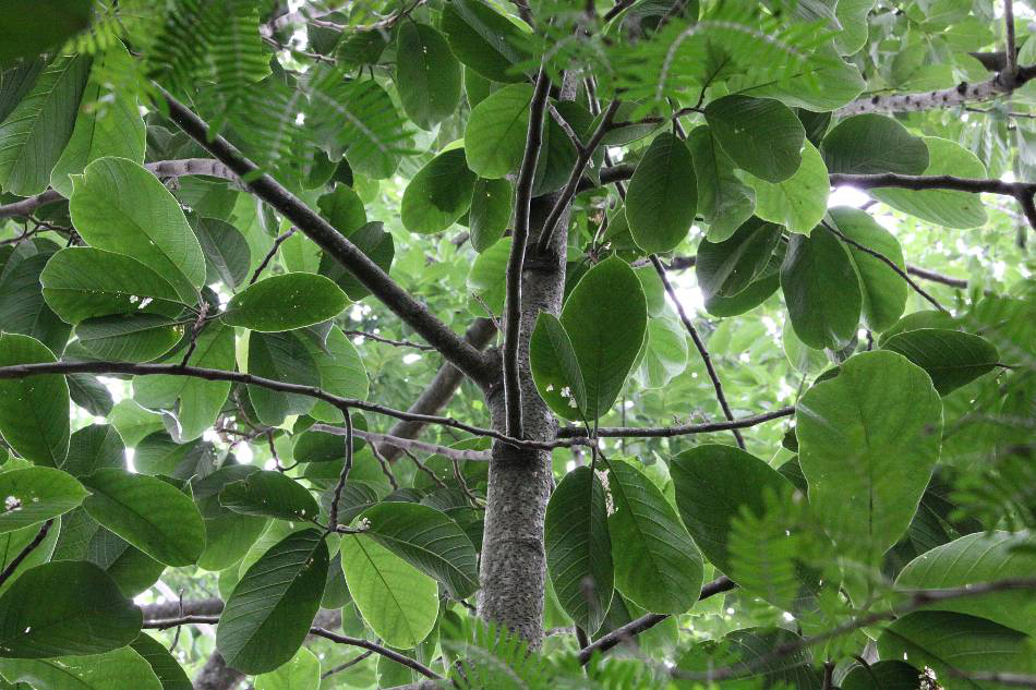 血封喉又名箭毒木,是生长在海拔1500米以下的雨林的一种乔木,一般树木