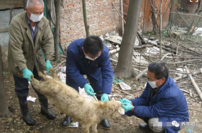 实践出真知小反刍羊瘟治疗经验心得