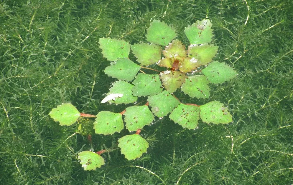 又到菱角成熟时,还有多少人记得它的味道?