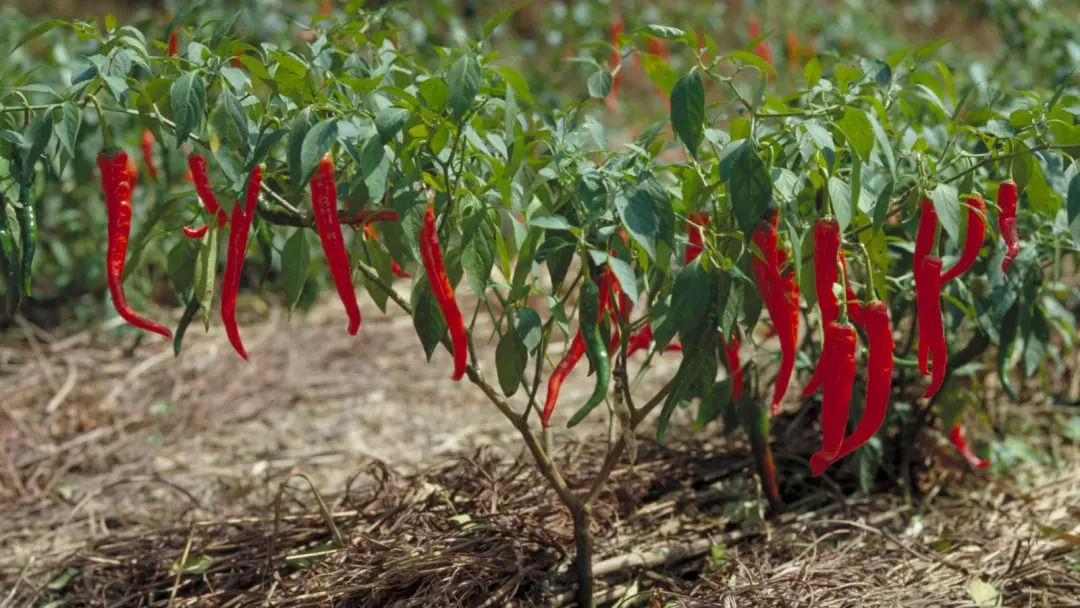 我們現在所說的辣椒,大多來源於茄科辣椒屬(capsicum)下的5種栽培種