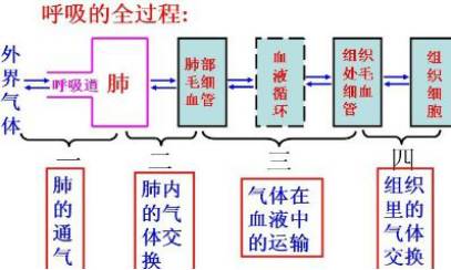 呼吸的全过程图示图片