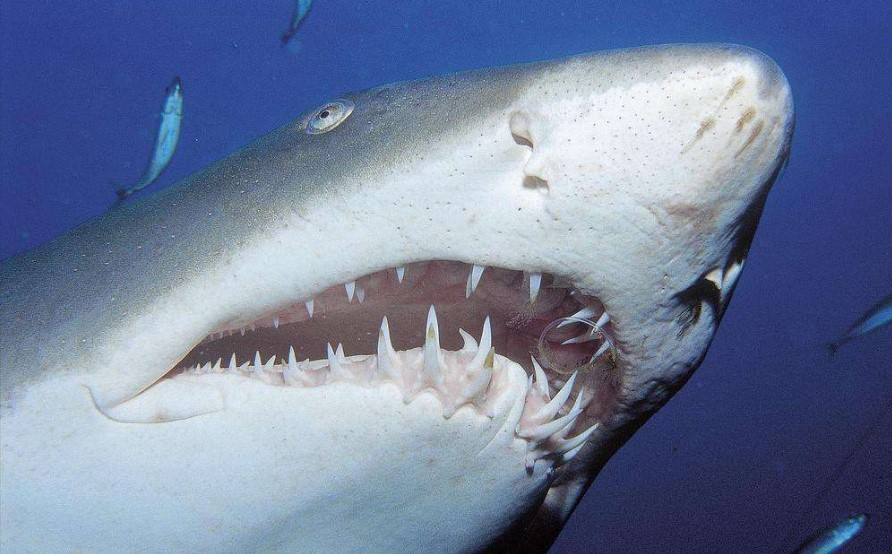 大白鲨牙齿长度图片