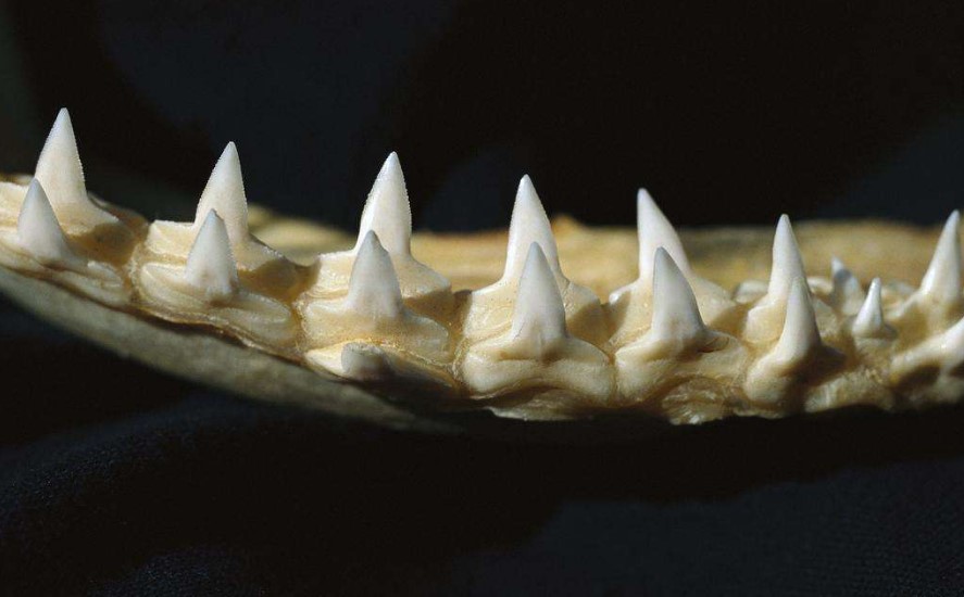 一生换20000颗牙,鲨鱼的牙齿到底有多脆弱?看完大开眼界