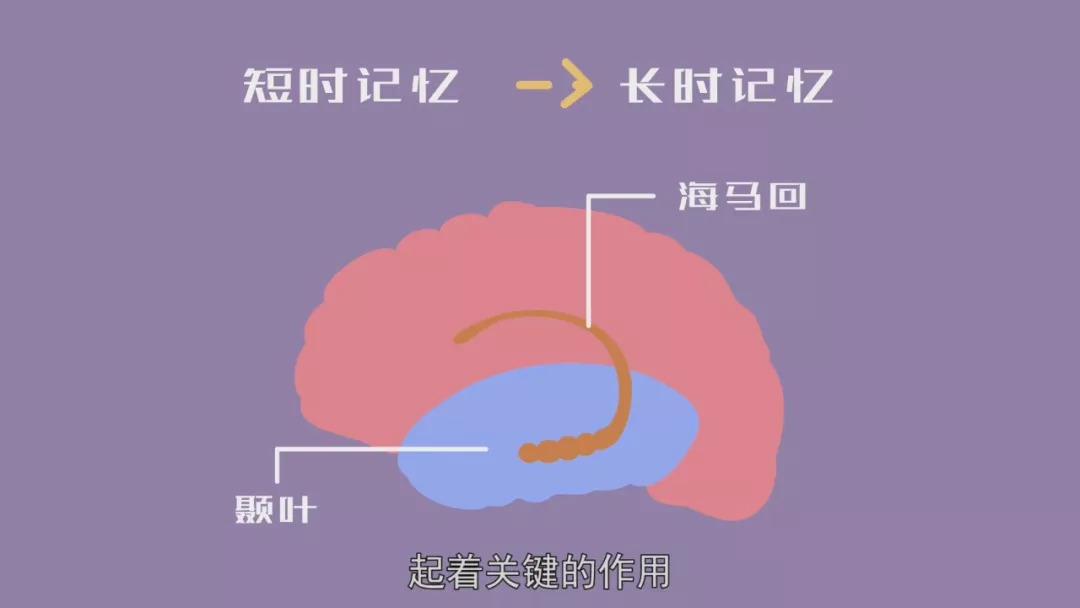 人體的記憶功能主要依靠於腦顳葉內的海馬迴,作為腦邊緣系統中的重要