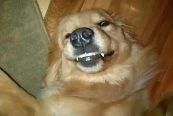 狗狗自拍图片笑死人图片