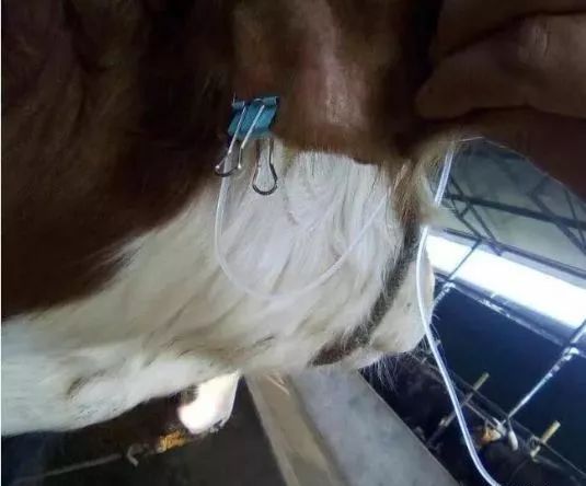 牛打吊瓶静脉图图片