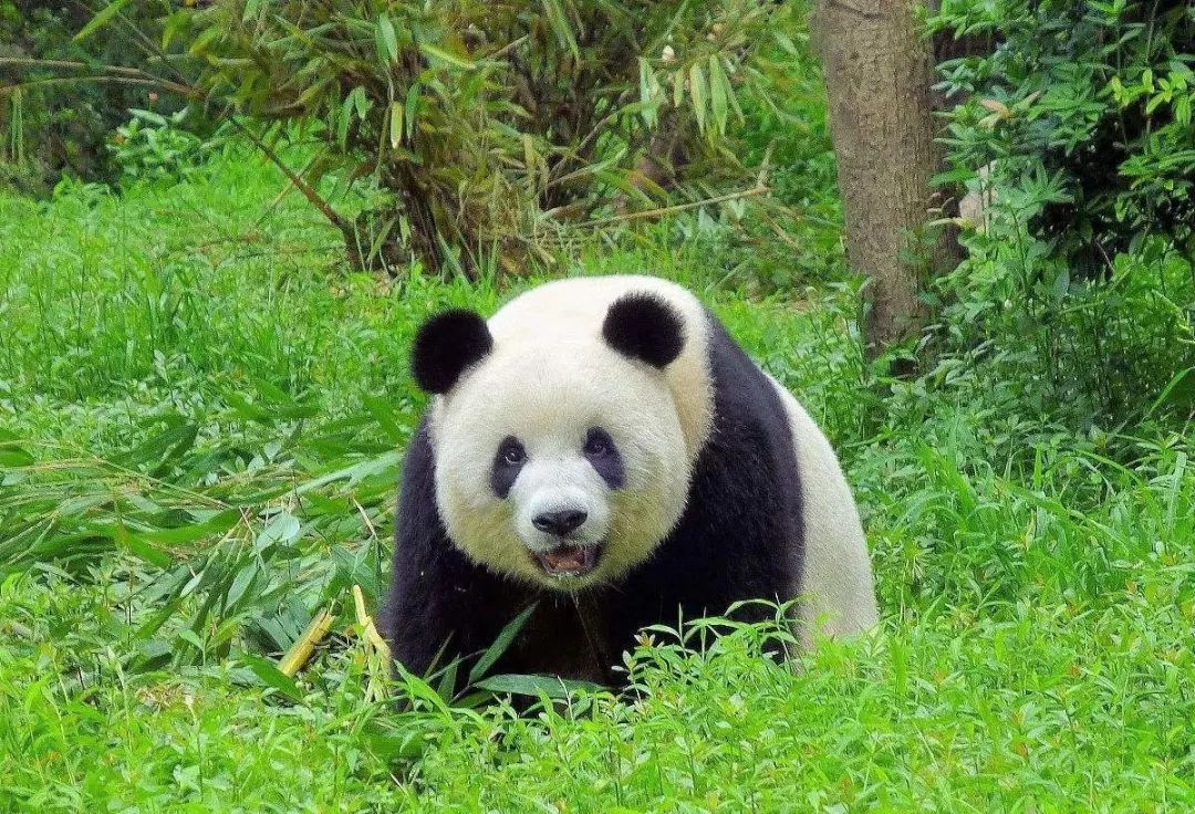 齊河動植物園項目,總投資26億元,建設規劃總建築面積16萬平方米,集