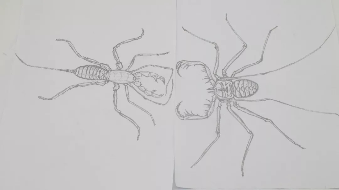 鞭蛛vs鞭蝎图片