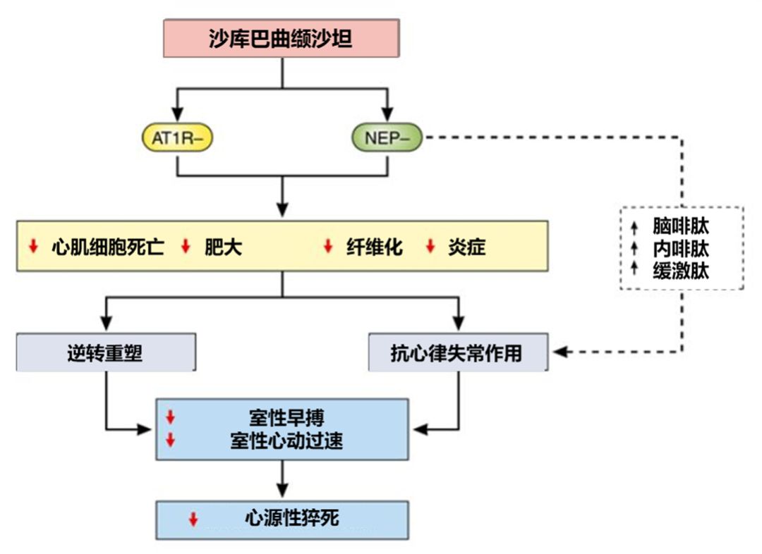 沙库巴曲缬沙坦在心衰患者中的抗心律失常作用