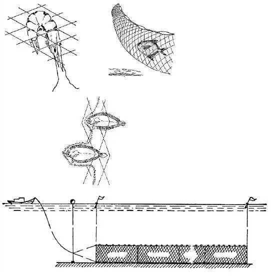 刺网捕鱼原理图图片