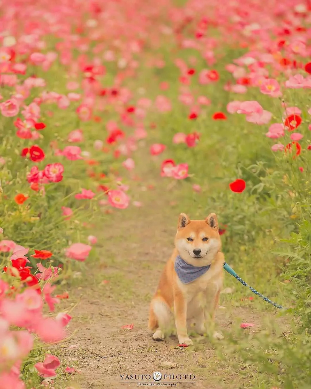 歲月靜好,治癒系的奶奶跟小柴犬,一人一狗全世界