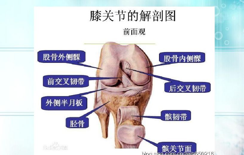 膝关节置换生理解剖