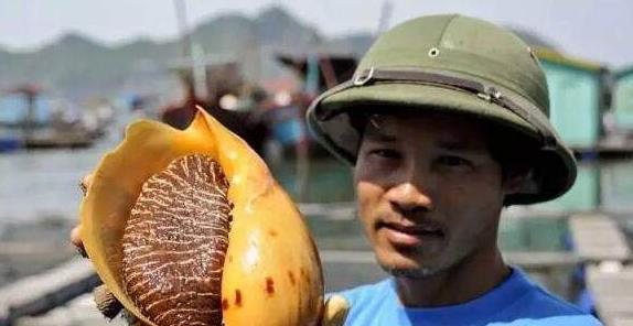 渔民海中打捞到椰子螺, 竟在肚子里发现了无价之宝美乐珠