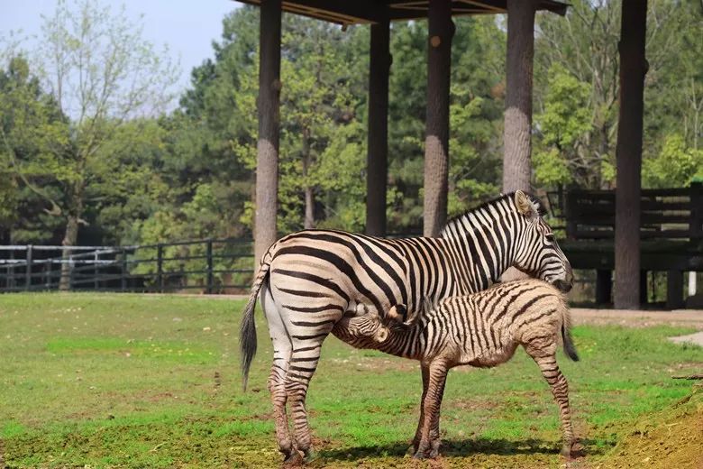 搞事情秦皇島野生動物園門票免費送歡樂無極限全家樂翻天