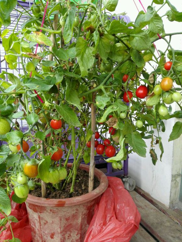 圣女果阳台种植全过程图片