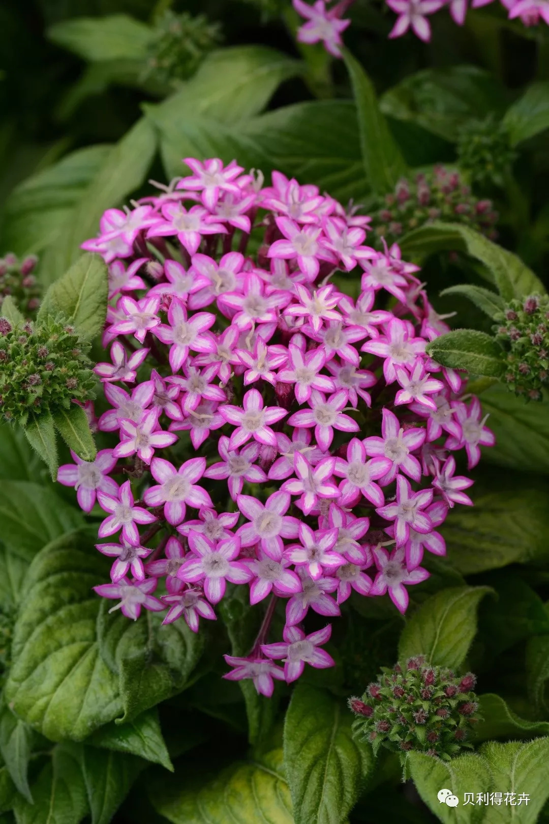 夏季主角——繁星花应用分享