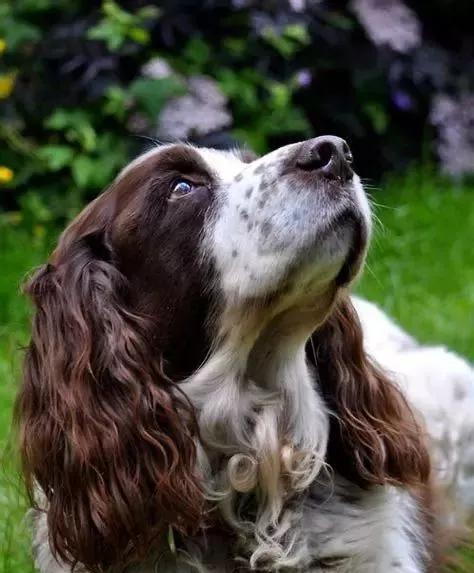 走路带风突出一个浪dogtv犬种档案