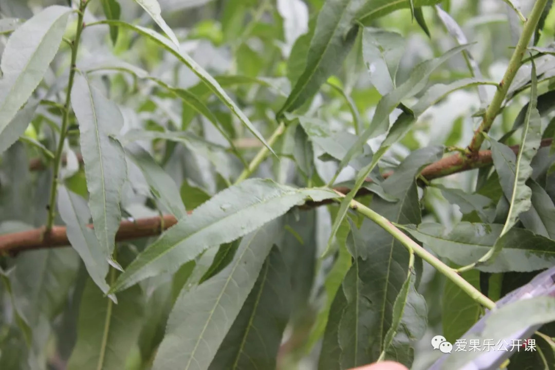 第33期 桃樹主幹形修剪時注意多留一紮