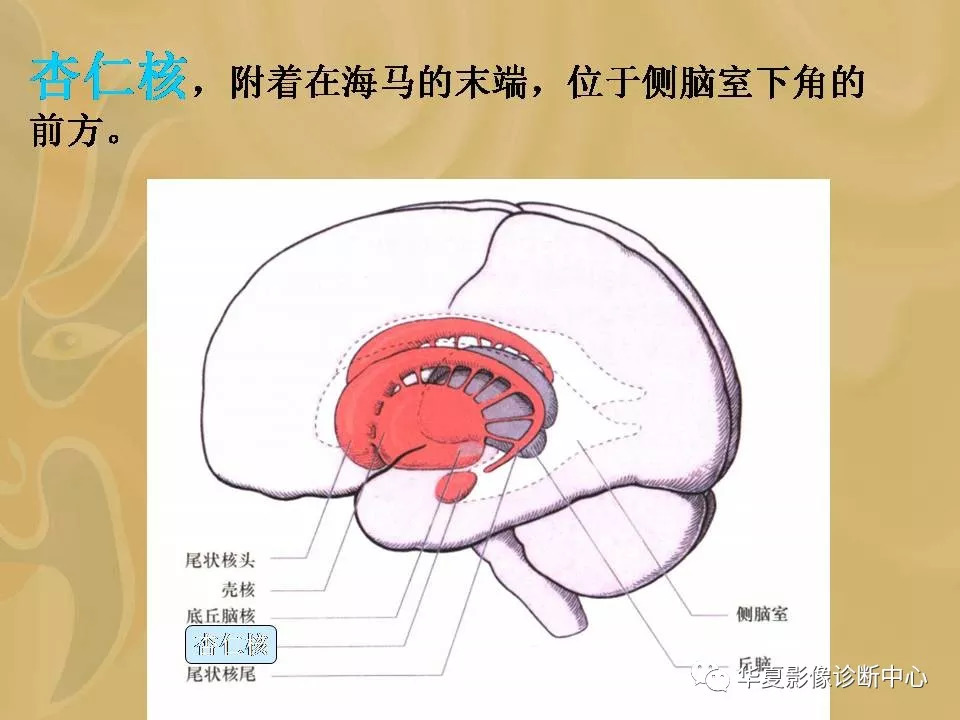 基底节区解剖位置关系图