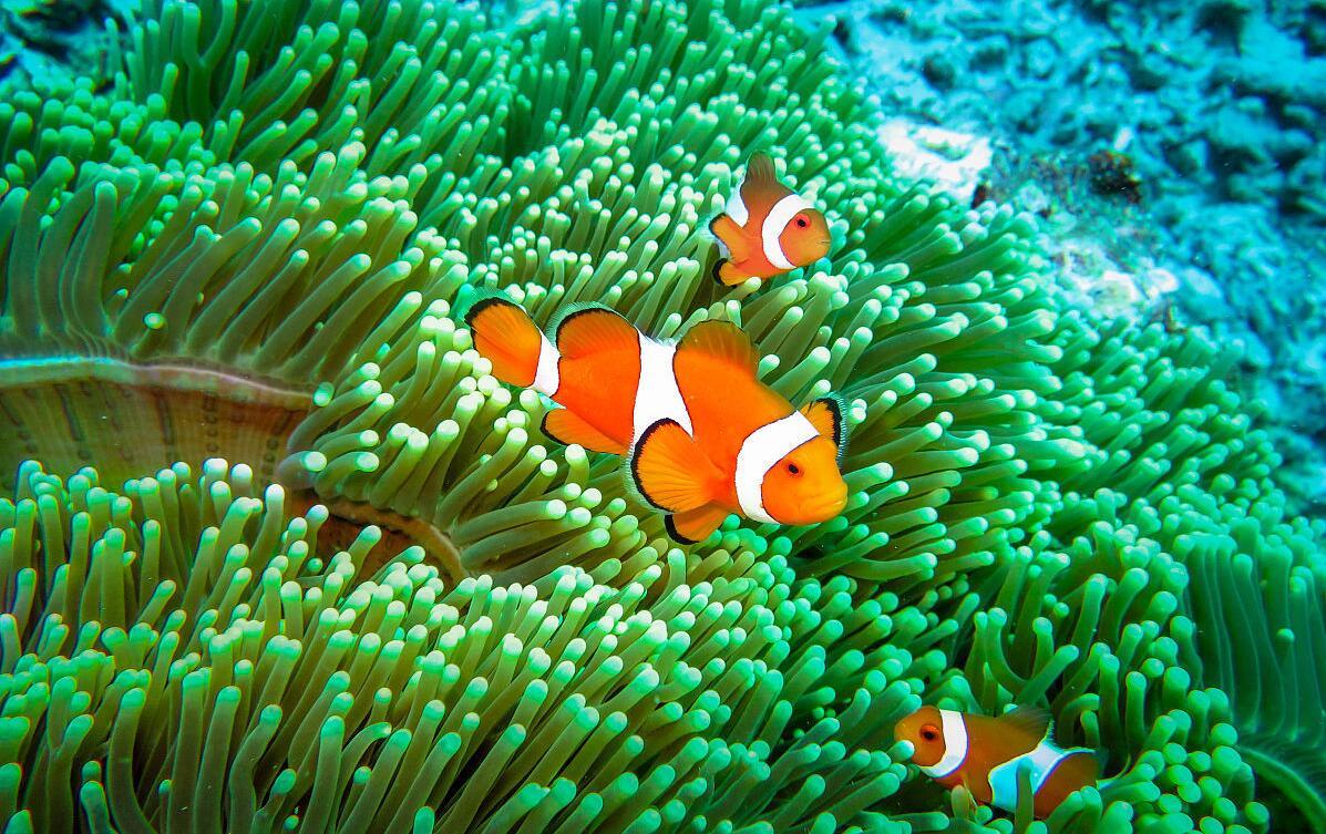 海葵是智慧生物吗一个特质让世人惊叹