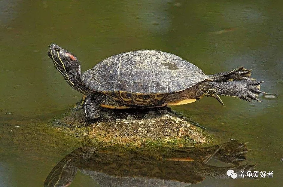 巴西龟能长多大图片图片