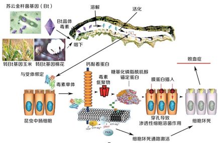 专家原创科普9能抗虫的bt蛋白安全吗附音频