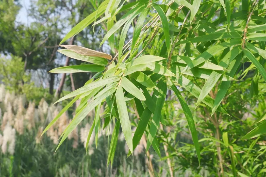 群绿衫女子挽着白飘带齐齐相约在湖畔浣纱无声无息的行道树吐露出嫩绿