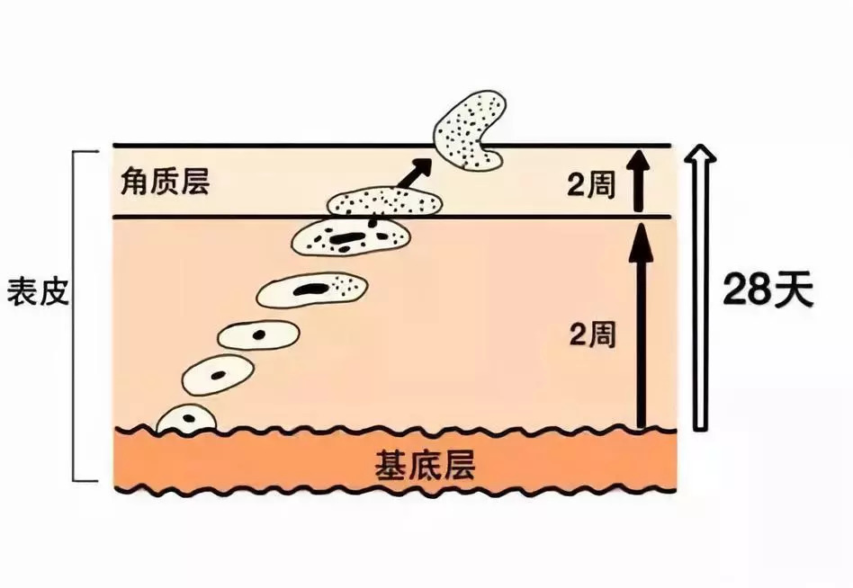 可能还没得增厚效果,更新效果出现,就已经把角质层剥脱没了,到时候