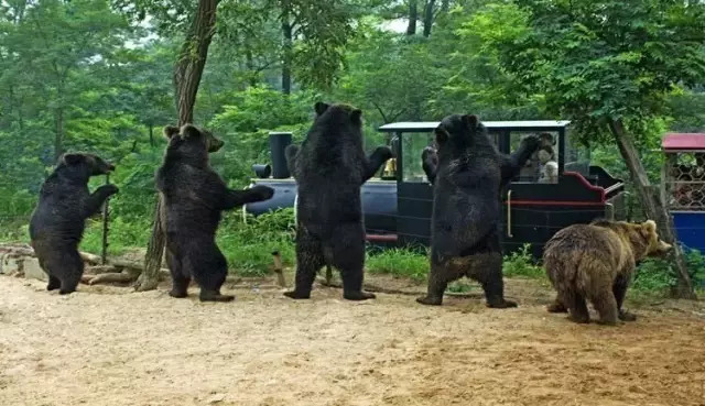 搞事情秦皇島野生動物園門票免費送歡樂無極限全家樂翻天