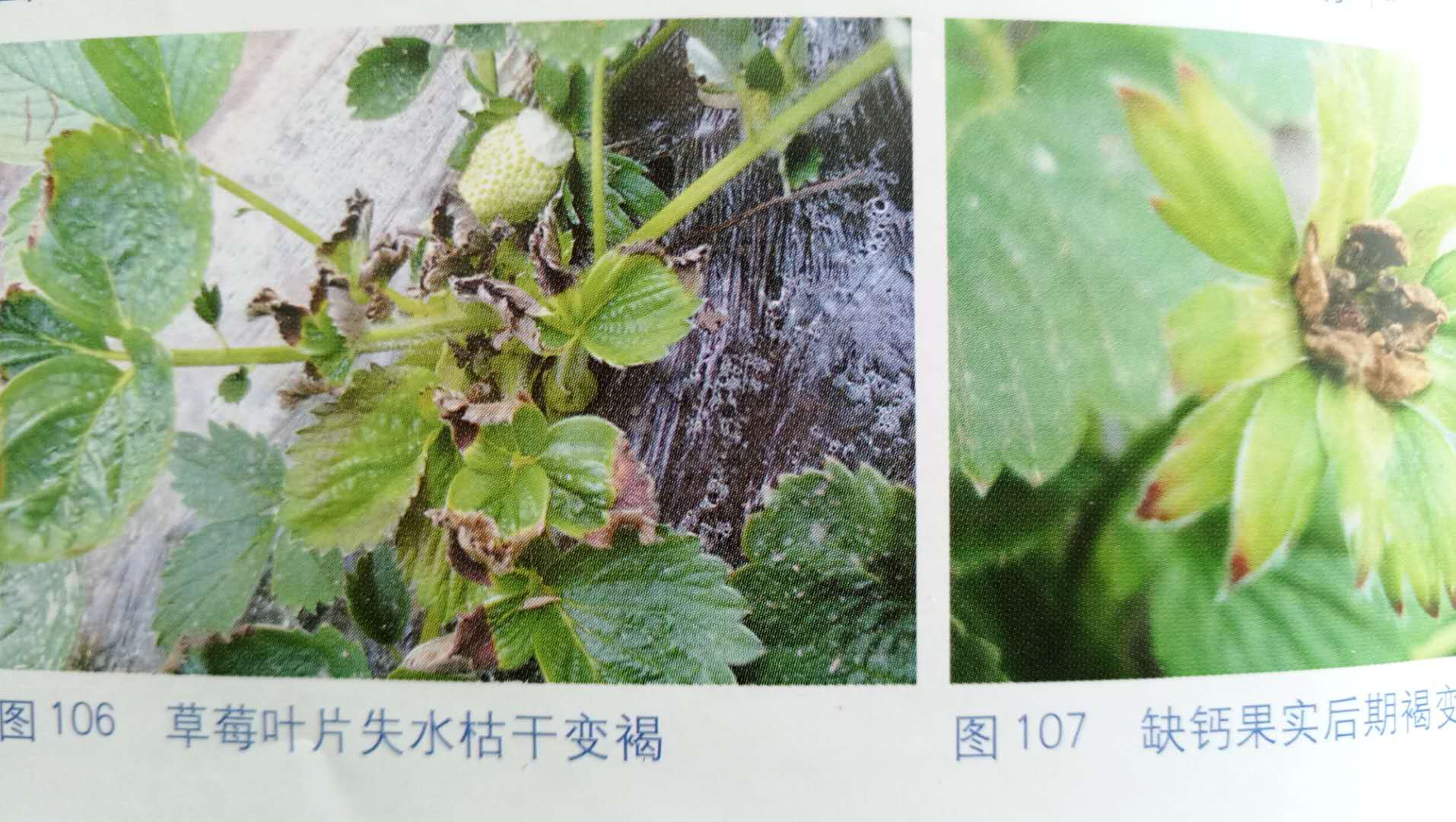 草莓缺钾叶片症状图图片