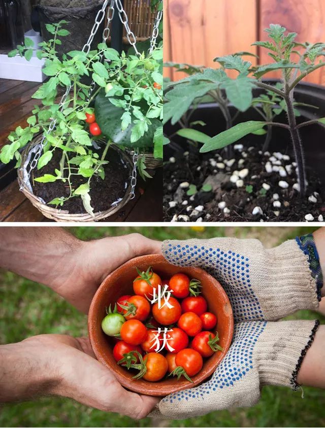 圣女果阳台种植全过程图片