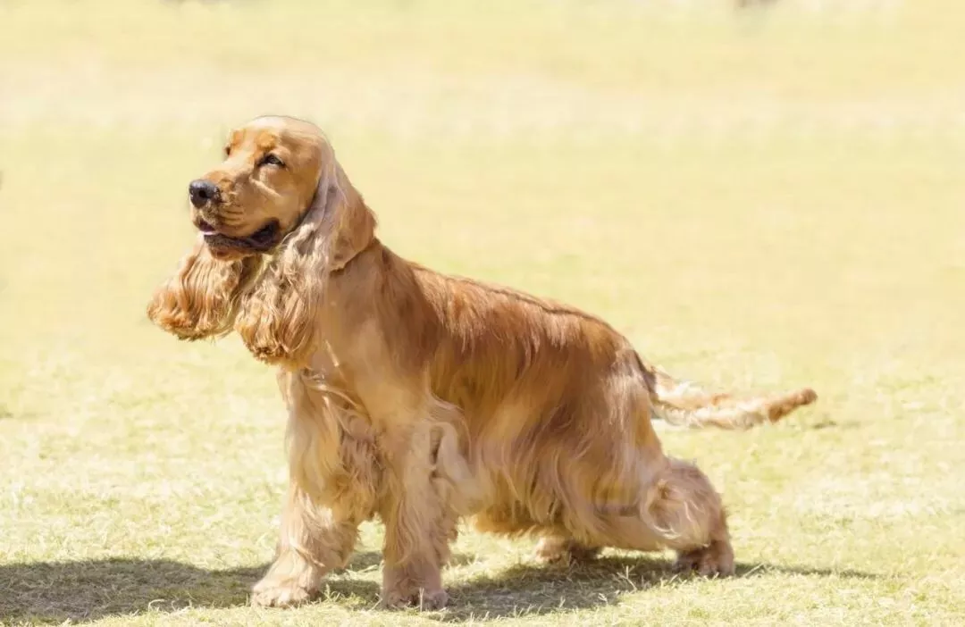 它來自於西班牙獵犬家族——陸地上最古老的陸地獵犬之一;曾在迪斯尼