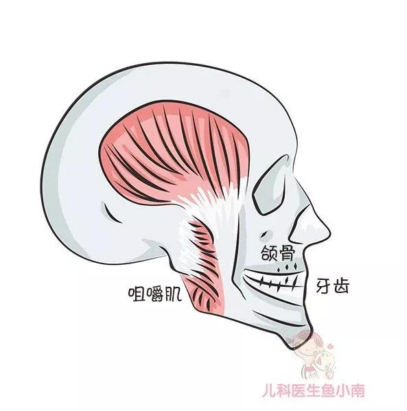 婴儿牙齿骨面图图片