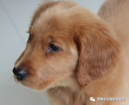 小站分享|寵物傳染病之犬冠狀病毒性腹瀉_症狀