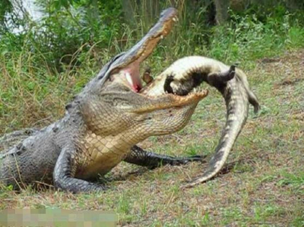 吸食鳄鱼的图片图片