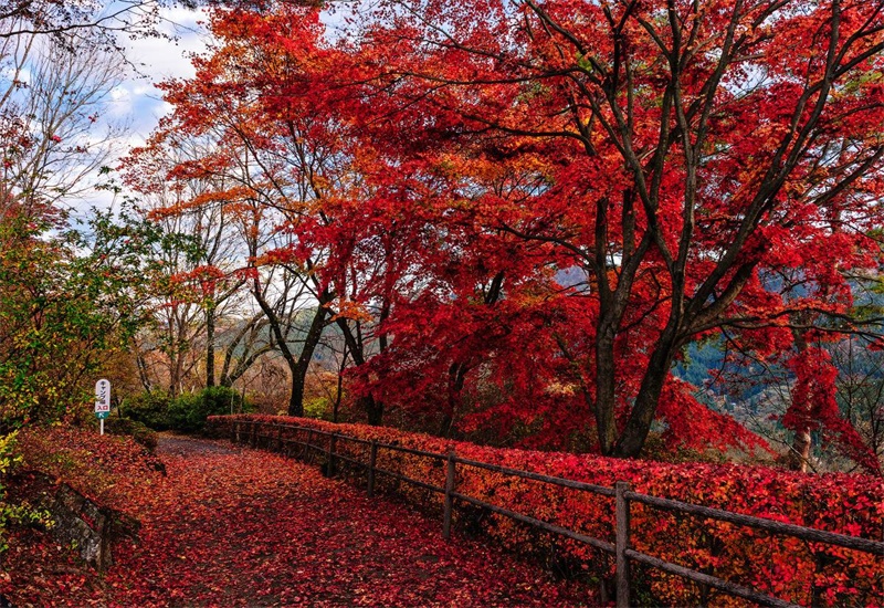 杨俊芹枫林似火漫山红四首