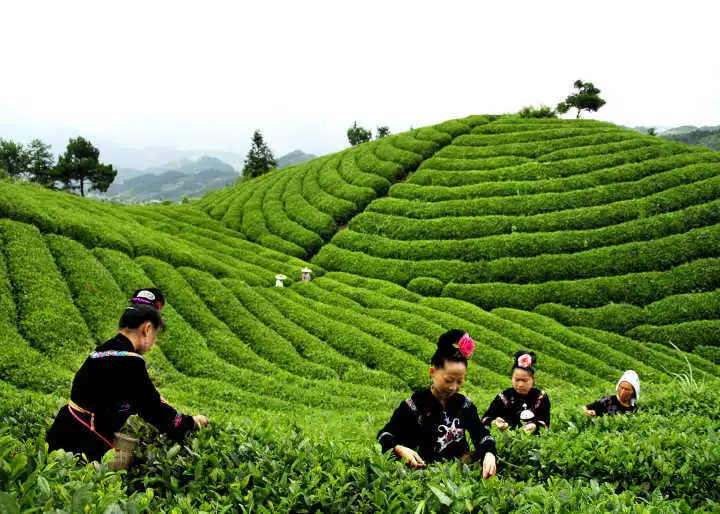 来自雷山的邀请:请喝一杯银球茶!_茶叶