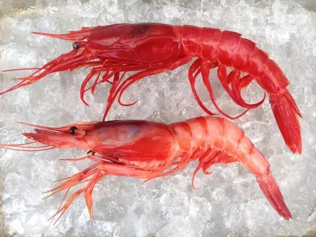 shrimp和prawn区别照片图片
