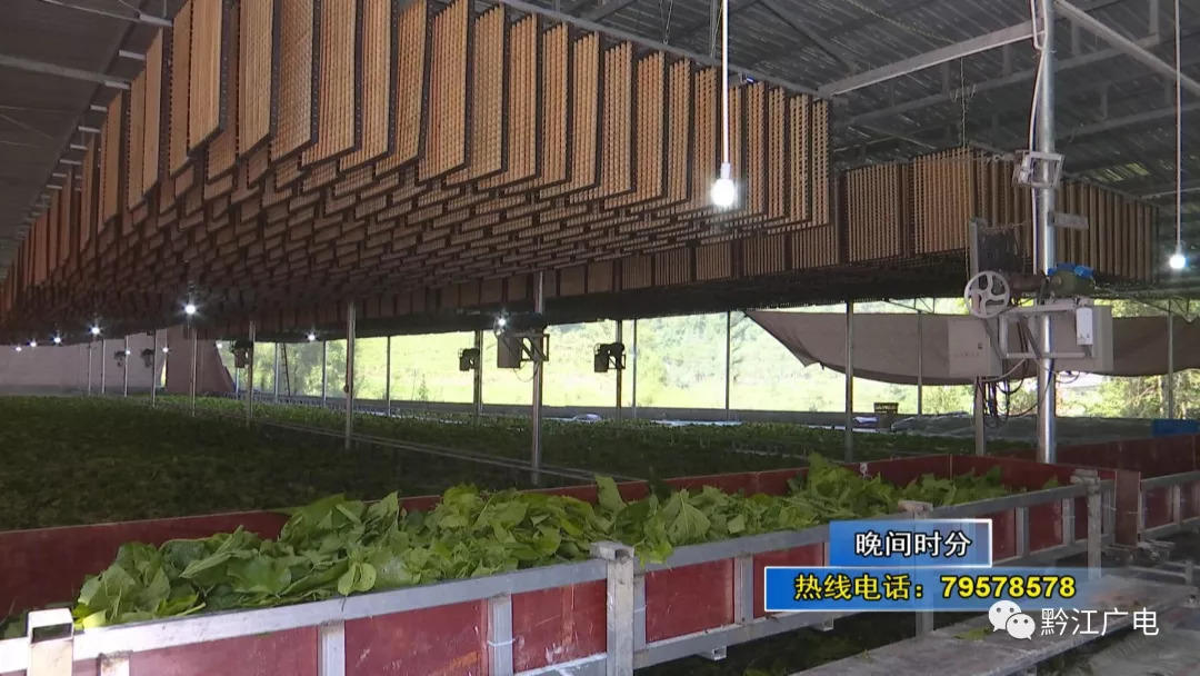 厉害了自动化养蚕生产线在黔江区建成投用